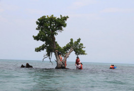 달랑 나무 한그루 있는 ‘초미니’ 섬…관광객 몰려 위기