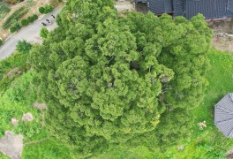 “500년 마을 지켜온 ‘우영우 팽나무’… 천연기념물로서 가치 크다”