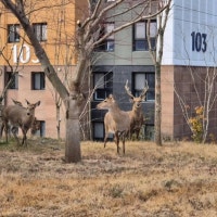 10년 전 농장서 탈출한 사슴이 떼로… 골머리 앓는 순천 아파트