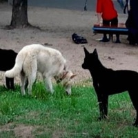 20대男도 얼굴 물려 50바늘 꿰맸다…도심 덮친 '작은 맹수'