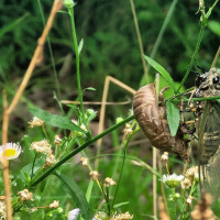 새벽엔 참매미, 밤에는 말매미…올해 밤낮 없이 우는 이유
