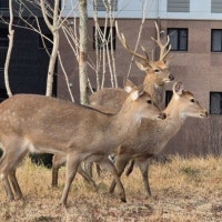 순천 아파트에 꽃사슴들 걸어다녀…“착해요” vs “놀래라”