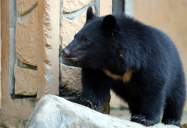 용인 곰 사육농장서 반달가슴곰 5마리 또 탈출… 2마리 추적 중