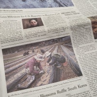 뉴욕타임스의 벚꽃 프로젝트 기사가 반가웠던 이유