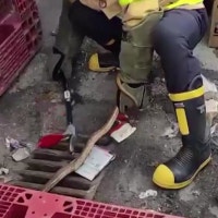 여름철 '뱀 출몰 주의보'...