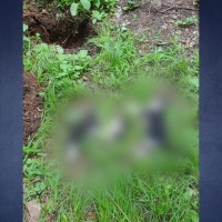 인천에서 길고양이 4마리 사체 발견...부검 의뢰