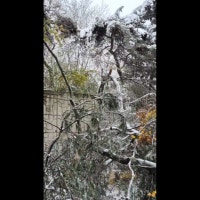 경기 양주 아파트 주차 차량 위로 나무 쓰러져