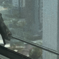 아파트 창문에 대낮 박쥐 출현 '깜짝'…
