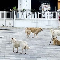 갑자기 달려들어 쿵…