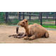 서울대공원 아기 낙타 ‘거봉’ 탄생…유튜브로 만나세요