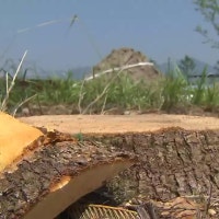 ‘불량토’에 나무 고사 잇따라…대책은?