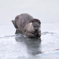 “내 이웃은 수달!”…대전 도심에 천연기념물 수달 출현