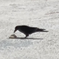 전선에 부딪힌 까마귀…부산 남구 아파트·경찰서 정전