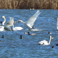 문화재청, 대저·장낙·엄궁대교 통합 검토