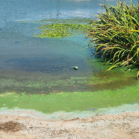 때늦은 녹조에 낙동강 수상레포츠 활동 금지