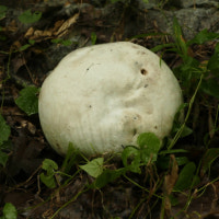 울산서 발견된 눈깔사탕 닮은 희귀버섯 보니…