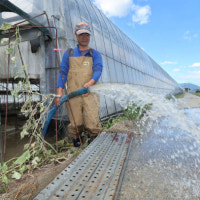 “대저 토마토 농가 침수, 재난 대응 제때 못한 인재”