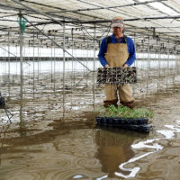 대저토마토 농가 침수 원인 규명, 특위 구성 놓고 갈등