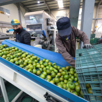 ‘1인가구·청년’ 대저 짭짤이 토마토 부활의 키워드