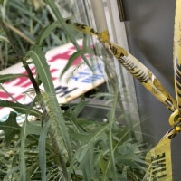 아동 성폭력 피의자 아파트서 떨어져 사망