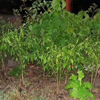 아파트 공용화단에 고추·깻잎 심더니