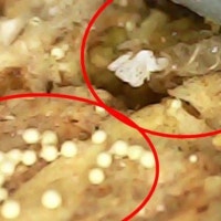 인천 신축 아파트서 수상한 알갱이가…시공사-입주자 공방