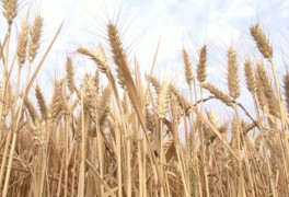 [이슈분석] 인도, 밀 수출 금지…전쟁發 식량 위기 현실화하나