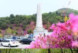 진분홍 꽃바다… 청평