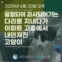 아파트 8층서 떨어진 고양이…학대 의심 신고에 경찰 수사