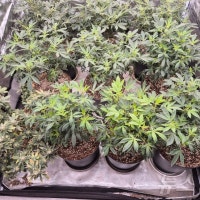 아파트서 '2만4천명 동시 투약' 대마 키워…14명 검거