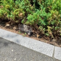 인천 송도 곳곳에 너구리 출몰…