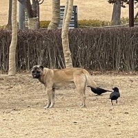 부산 도심서 잇따른 들개 출몰…추석 연휴 동물 유기 '비상'