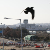 '새떼·활주로·안전거리'…위험요소 다 갖춘 울산공항 괜찮나