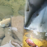 청계천서 물고기 집단 폐사…교통사고·화재 잇따라