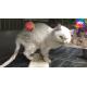 [밀착카메라] 고양이 실험, 이상한 안락사…1200건 '기묘한' 출처
