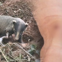 선명한 이빨 자국 '충격'…오소리 습격에 아파트엔 '비명소리'