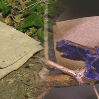 北 오물풍선 서울 성북구에 낙하…아파트 수풀에 불 붙어