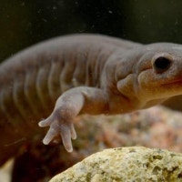 아파트 개발로 떼죽음 당한 멸종위기종 고리도롱뇽···정부는 뭐 했나...