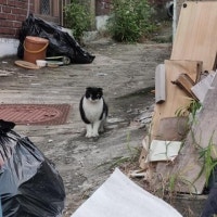 서울 최대 재개발 한남3구역… 고양이 400여마리 어쩌나