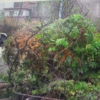 '나무 쓰러지고 천막 휘날려'…첫눈 내린 대전서 강풍 피해 잇따라