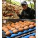 ‘서민갑부’ 달걀로 15억 갑부가 된 비결 “자유방목 유정란”