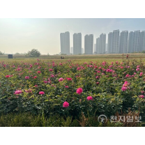 인천도시공사, 송도에 장미원과 맨발산책로 조성