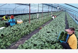 농업 인력난 숨통…고용허가제 외국인근로자 취업기간 50일~1년 연장