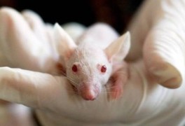 백신·신약개발 열풍 이면①…동물실험 '인간줄기세포' 대안?