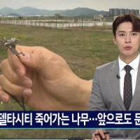 에코델타시티 공원 곳곳 불량나무...앞으로도 문제