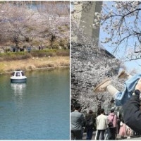 석촌호수 3분컷인데 10억대?…전국 벚꽃명소 숨은 아파트