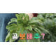 곰보배추, 논밭에 자라