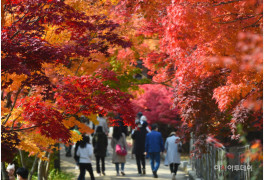 [포토] 붉은 가을 옷 입은 '화담숲'