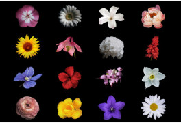 꽃 MBTI 16가지 성격유형 훑어보기, '파국인 궁합'없는 꽃도 있다?
