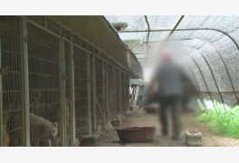 [SBS 궁금한 이야기 Y] 수십 마리의 개들과 할머니의 위험한 동거